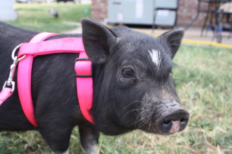 pig-with-leash